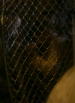 ftwd106_1096.jpg