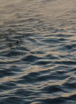 ftwd201_2636.jpg