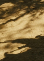 ftwd214_1863.jpg