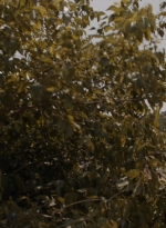 ftwd310_1867.jpg