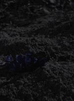 ftwd404_2381.jpg