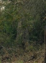 ftwd601_scnet_1405.jpg