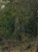 ftwd601_scnet_1406.jpg