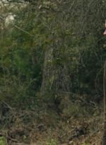 ftwd601_scnet_1407.jpg