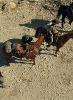ftwd610_scnet_2603.jpg