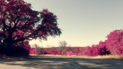 ftwd612_scnet_1448.jpg