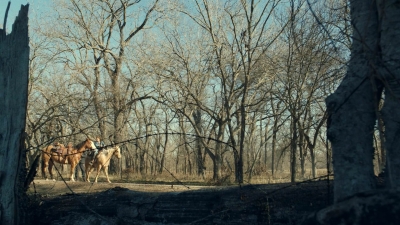 ftwd613_scnet_0744.jpg