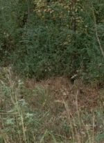 WD314HD_1668.jpg
