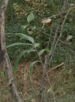 WD314HD_1673.jpg