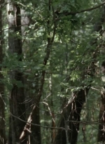 thewalkingdead0401-0998.jpg