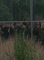 thewalkingdead0402-0586.jpg