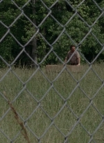 thewalkingdead0402-2407.jpg