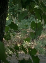 twd0409-0471.jpg