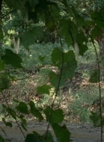 twd0409-0472.jpg