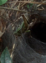 twd0410-0007.jpg