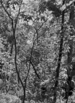 twd0601-1910.jpg