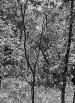 twd0601-1911.jpg