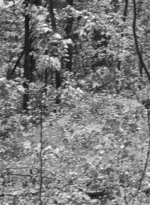 twd0601-1914.jpg