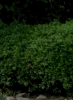 twd0603-2374.jpg