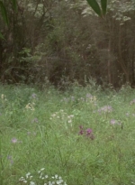 twd0604-3967.jpg