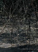 twd0606-3264.jpg
