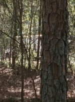 twd0610-1941.jpg