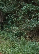 twd0610-1968.jpg