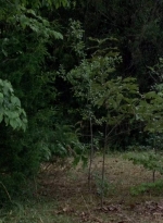 twd0702-0097.jpg