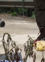 twd0706-1170.jpg
