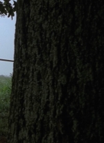 twd909_1109.jpg