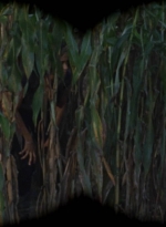 twd911_0465.jpg