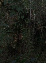 twd915_0012.jpg