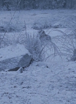 twd916_0580.jpg