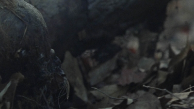 twd1012_1200.jpg