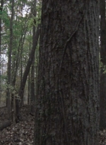 twd1013_0038.jpg