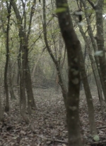 twd1017_scnet_1280.jpg