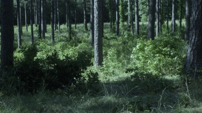 twd1107_scnet_1178.jpg
