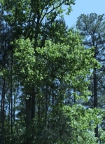 twd1107_scnet_1142.jpg