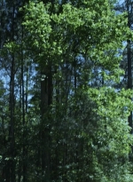 twd1107_scnet_1143.jpg