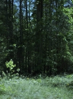 twd1107_scnet_1146.jpg