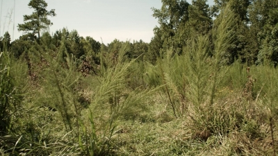 twd1113_scnet_0001.jpg