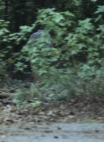 twd1113_scnet_2496.jpg