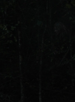 twd1116_scnet_1984.jpg