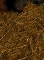 ftwd213_1387.jpg