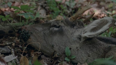 thewalkingdead0401-0914.jpg