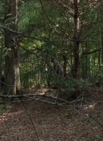 twd0410-0036.jpg