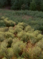 twd0410-0064.jpg